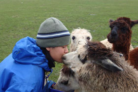 Alpacas